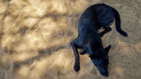 Top view of black dog sleeping or lying on the beach or sand with sunlight and copy space on left. Flat lay of Animal wildlife, pet, Summer time and Beauty in nature.の写真素材