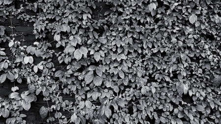 Green leaves pattern for background in the garden park in black and white tone. Vine, Creeping plant growth on wall Natural wallpaper, Beauty of Nature conceptの写真素材
