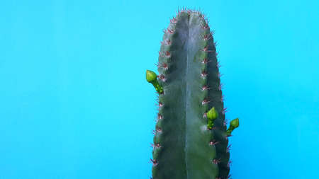 Close up green cactus with flower on it isolated on green pastel background with copy space on left. Colorful tree and wallpaper. Ornamental plant conceptの写真素材