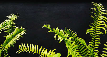 Green fern leaves on black concrete wall background with copy space. Plant growth on painted dark wallpaper. Ornamental tree for decoration concept.の写真素材
