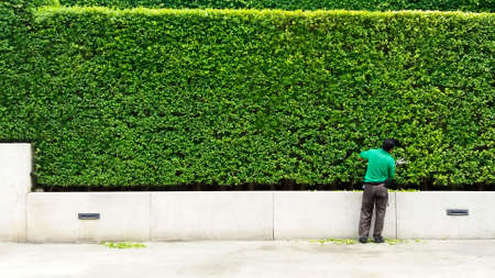 Gardener man cutting and decorated branch of tree and some leaves falling down on floor with green plant wall background and copy space on left. Man worker trimming bushes and taking care of garden.の写真素材