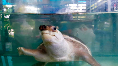 Turtle swim inside glass cabinet for show customers. Pet and marine animal wildlife. Take a photo through glass or window.の写真素材