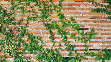Green Vine, ivy, liana, climber or creeper plant growth on brick wall with copy space. Beauty in nature and natural design. Leaves on wallpaper and Structure of building.の写真素材