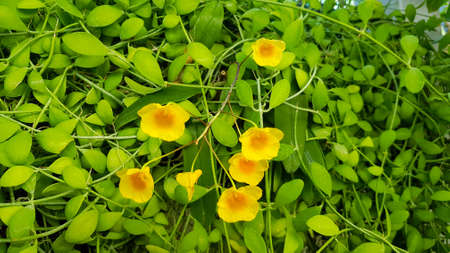 Beautiful yellow orchid flower blooming in garden with green leaves background. Beauty of natural,...
