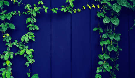 Green Vine, ivy, liana, climber or creeper plant growth on black wooden wall with copy space on...