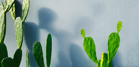 Green cactus with shadow on gray concrete wall with copy space. Tree or plant on grey wallpaper or background with light in the morning.の写真素材