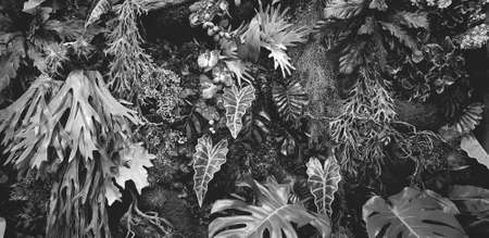 Creeper plant, vine or ivy and leaves wall for background in black and white color. Natural wallpaper or Nature pattern in monochrome tone. Freshness season.の写真素材