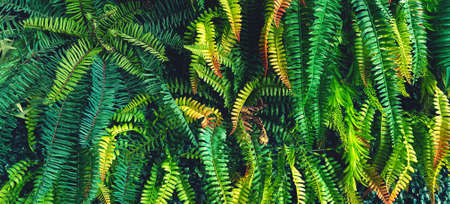 Green fern leaves on background. Plant growth wallpaper. Ornamental tree for decoration. Beautiful...