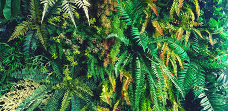 Green fern leaves background. Plant growth or nature wallpaper. Ornamental tree for decoration. Beautiful natural conceptの写真素材