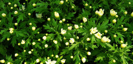Beautiful tropical white or  yellow flower blooming with green leaves in fresh floral garden park....