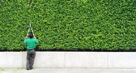 Gardener man cutting and decorated branch of tree and some leaves falling down on floor with green plant wall background and copy space on right. Man worker trimming bushes and takの写真素材