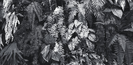 Fern, red flower and leaves background. Plant growth or nature wallpaper in black and white tone. Ornamental tree for decoration in monochrome style. Beautiful natural conceptの写真素材
