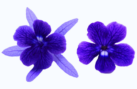 Two blue, violet or purple flowers isolated on white backgroundの写真素材
