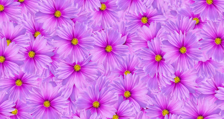 Purple cosmos flower pattern background. Art or abstract of violet flora, floral and beautiful natural wallpaper.の写真素材