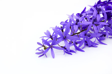 Close up purple Wreath flower isolated on white background. Beautiful bouquet of violet flora or floral with copy space. The science name is Petrea volubilis.の写真素材