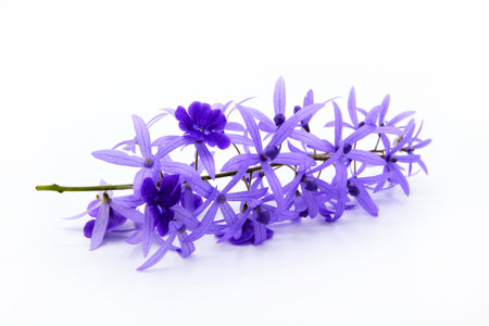 Cose up Purple Wreath flower isolated on white background. Beautiful bouquet of violet flora or floral with copy space. The science name is Petrea volubilis.の写真素材