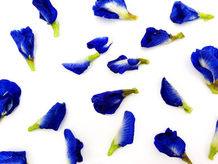 Top view of blue, purple, vioet or butterfly pea flower isolated on white background. Beauty of Nature, Petal, group of flora and floral pattern. Scientific name of flower is Clitoria ternatea L.の写真素材