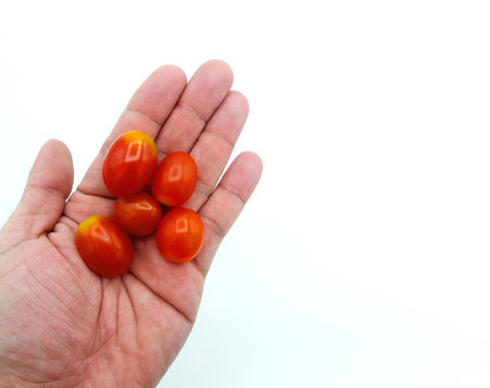 Close up small tomato on hands isolated on white background with copy space. Holding group of red fresh vegetables or fruit.の写真素材