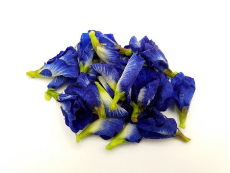 Many fresh blue, purple or butterfly pea flowers isolated on white background. Herb, Food, Beauty of Nature, Petal, flora and floral. The scientific name of flower is Clitoria ternatea L.の写真素材