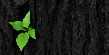Green leaves, sprouting from intersection of the trunk or black bark of the tree with right copy space. Newly born life Natural beauty and natural wallpaper and macro conceptの写真素材