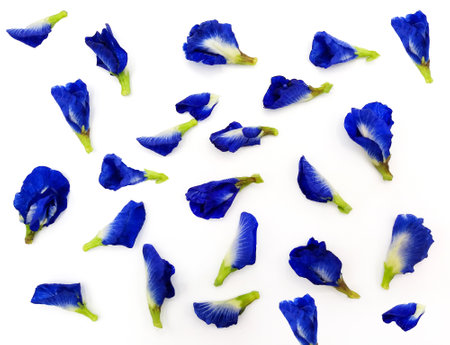 Top view of blue, purple, vioet or butterfly pea flower isolated on white background. Beauty of Nature, Petal, group of flora and floral pattern. Scientific name of flower is Clitoria ternatea L.の写真素材