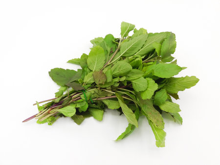 Fresh sweet basil isolated on white background. Freshness vegetable or green leaves, harvest and ingredients for cooking food in Thai or Asian style.の写真素材