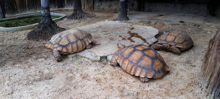 Group of big or huge turtles. Animal wildlife and symbol of longevity.の写真素材