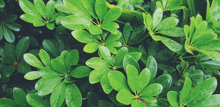 Fresh green plant or leaves wet rain water after raining day in the garden for background in vintage tone. Wallpaper, Growth and Beauty of Nature. Water drop on leaf.の写真素材