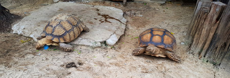 Two big or huge turtles. Animal wildlife and symbol of longevity.の写真素材