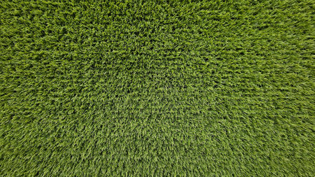 Green grass field for background. Lawn, Land, Surface, Natural wallpaper and Playing sport game area concept. Beauty of Nature.の写真素材