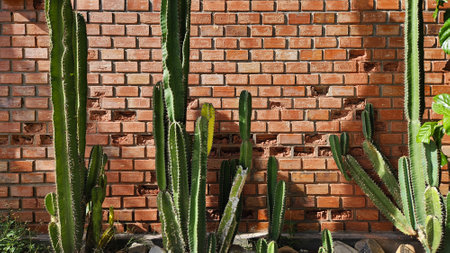 Green cactus, tree and leaves with shadow on brick wall with copy space. Tree or plant on brown wallpaper or background with light in the morning. Ornament for decoration.の写真素材