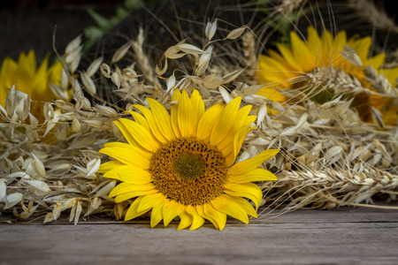 Sunflower heads and ripe cereal ears on a wooden tableの写真素材
