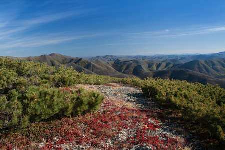 Evergreen shrubs on a stony hill with mountain range in the backgroundの写真素材