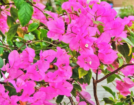 Pink bougainvilleaの素材