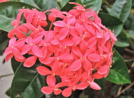 Red flowers の素材