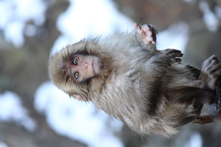 Snow monkey baby in Nagano, Japan