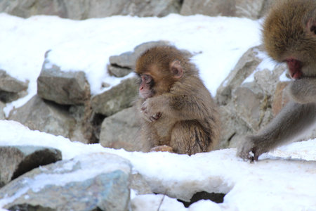 Snow monkey baby in Nagano, Japanの写真素材