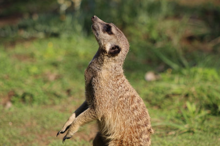 Suricatas (meerkats) looking around with vigilanceの写真素材
