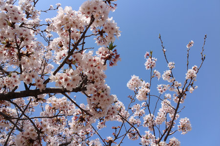 Sakura, Cherry blossoms in Tokyo, Japanの写真素材