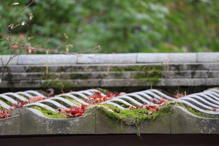Autumn leaves, moss and Rurikoin temple in Kyoto, Japan