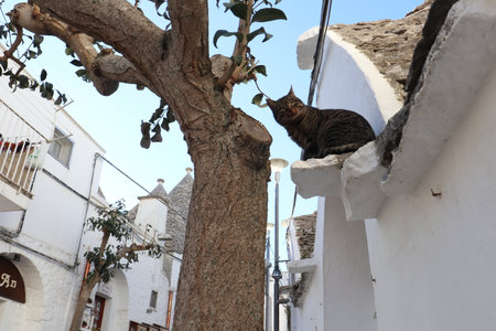 A cat in Alberobello, Italyの写真素材
