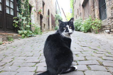 A black cat tourist guide in Cordes-sur-Ciel, the beautiful village in Franceの写真素材