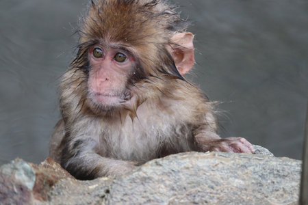Snow monkey baby in Nagano, Japan