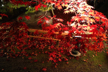 Autumn leaves and illumination in Eikando temple, Kyoto, Japanの写真素材