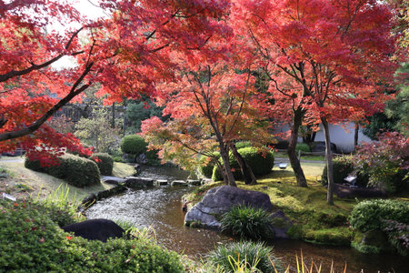 Autumn leaves in Flatly Landscaped Garden in Koko-en Garden, Himeji, Japanの写真素材