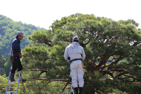 Craftsmen pruning a pine tree in Shugakuin Imperial Villa, Kyoto, Japan