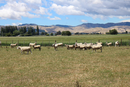 Sheep ranch in Blenheim, New Zealandの写真素材
