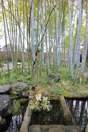 Bamboo garden at Kurashiki Bikan Historical Quarter (old town) in Japanの写真素材