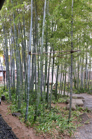 Bamboo garden at Kurashiki Bikan Historical Quarter (old town) in Japanの写真素材