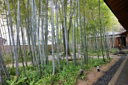 Bamboo garden at Kurashiki Bikan Historical Quarter (old town) in Japanの写真素材